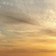 たらこの画像