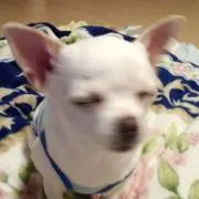 ゆーちゃんの画像