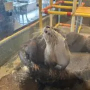 なーの画像
