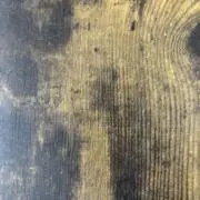 たんたんの画像