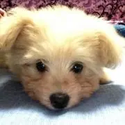 らぶつん