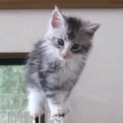lizzyの画像