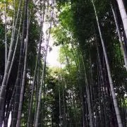 なおの画像