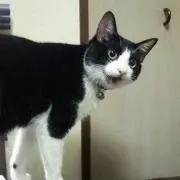 むしむの画像