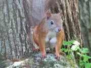 カラマリの画像
