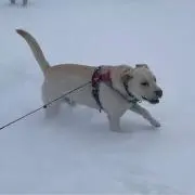 たくの画像