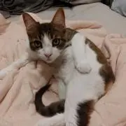 パンパースの画像