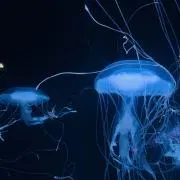 アユムンの画像