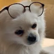 ナポルの画像