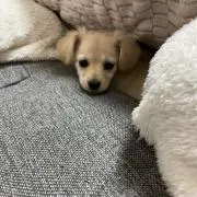 aの画像