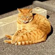 白猫の画像