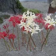 はなびの画像