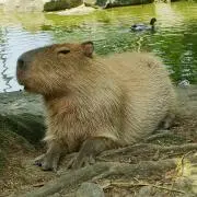 ふらみぃたの画像