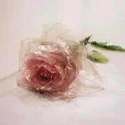 saayaの画像