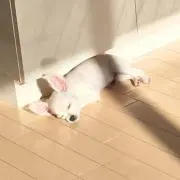 まりも