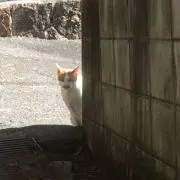 こんの画像