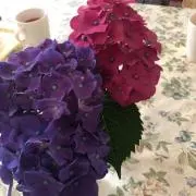 ななんの画像