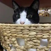 おにぎりの画像