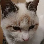 カプ