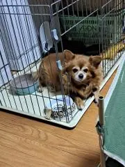 チャッピーの画像