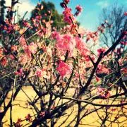 prune&pêche＊プロフ必読＊の画像