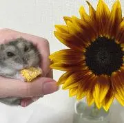 さおちんの画像