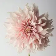 はる
