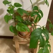 tanitaniの画像
