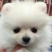 mofu