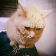にゃろ