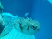 Cocoの画像