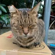 ちゃむちゃむの画像