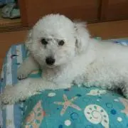 りゃうにょんの画像