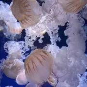 てんてん