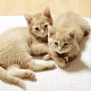 しー