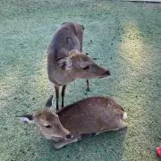 静