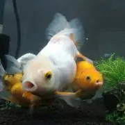 きんぎょ