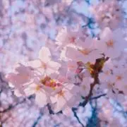 暁の画像