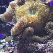 かめの画像