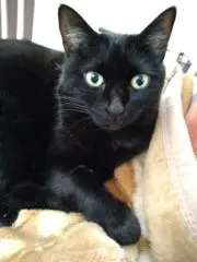 くろかあさんの画像