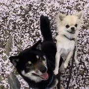 花粉の画像
