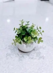 Tamaの画像