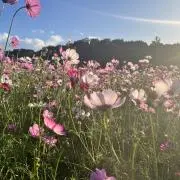 ごま
