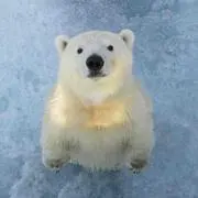 売り切りSALE中　しろくまの画像