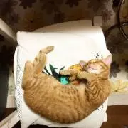 マツケン