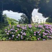 ポテサラの画像