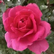 はるはる