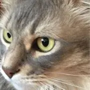 ぴちこの画像