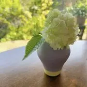 Sakuraの画像