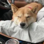 きなこ⚠️プロフ必読⚠️の画像
